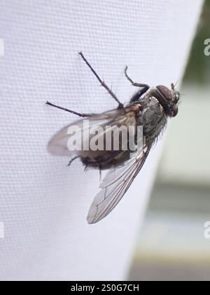 Bot Flies, Blow Flies, and Allies (Oestroidea), Insecta, 62 Railway ...