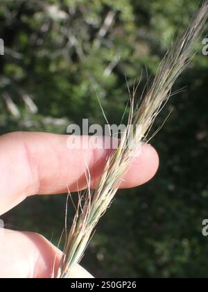 blue wild rye (Elymus glaucus Stock Photo - Alamy