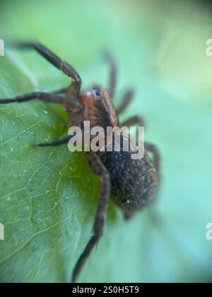 Ground wolf spider (Trochosa terricola) Stock Photo