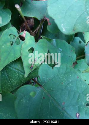 Graceful Twig Ant (Pseudomyrmex gracilis) Stock Photo
