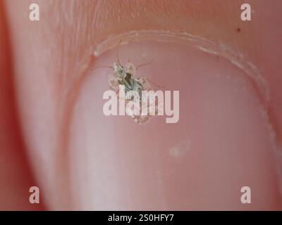 Chrysanthemum Lace Bug (Corythucha marmorata) Stock Photo