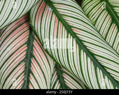 Close up of green Pinstripe Calathea (Calathea Ornata) plant leaves Stock Photo