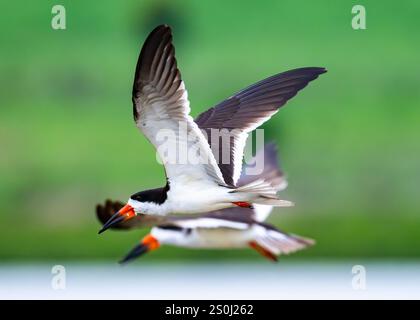 Black Skimmers (Rynchops niger) in flight. State of São Paulo, Brazil. Stock Photo