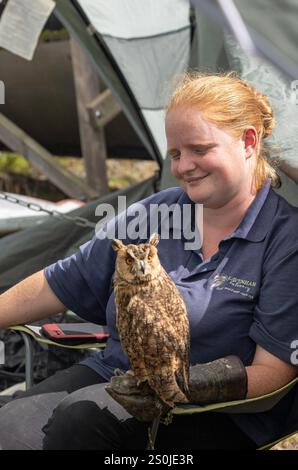 Young seated red haired woman from Lavenham Falconry at the British Cold War Museum open day in Rendlesham Suffolk shows a collection of owls. Stock Photo