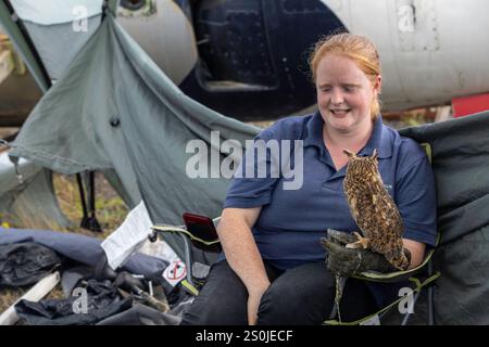 Young seated red haired woman from Lavenham Falconry at the British Cold War Museum open day in Rendlesham Suffolk shows a collection of owls. Stock Photo