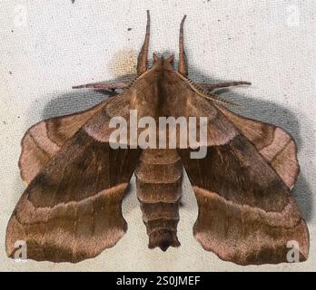 Walnut Sphinx (Amorpha juglandis) Stock Photo