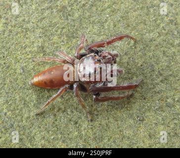 Cyclops Jumping Spider (Opisthoncus polyphemus) Stock Photo