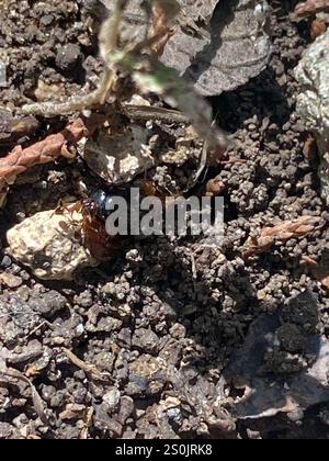 Toothed Big-headed Ant (Pheidole dentata) Stock Photo