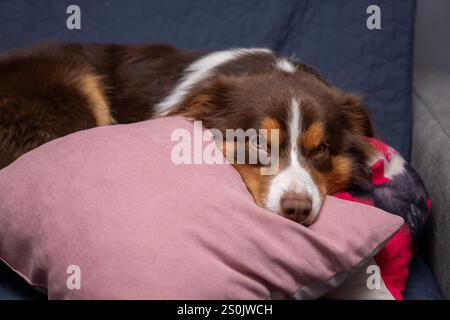 Close-Up of Sleeping Border Collie on Pillow Stock Photo