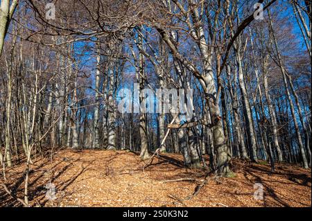 Beech forest without leaves in winter time. Beech trees trunks. Stock Photo