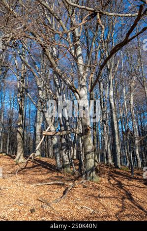 Beech forest without leaves in winter time. Beech trees trunks. Stock Photo