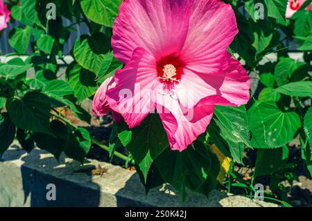 Pink hibiscus moscheutos flower close up, macro photo. Blooming hibiscus flower background, screensaver Stock Photo