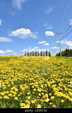 A dandelion field in bloom, Québec, Canada Stock Photo
