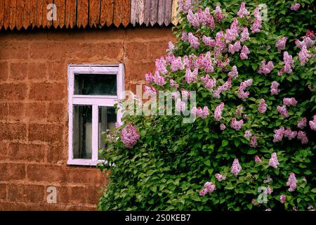 A vibrant lilac bush with pink blooms stands beside a rustic building featuring a textured, reddish-brown wall and a light-colored wooden window. The Stock Photo