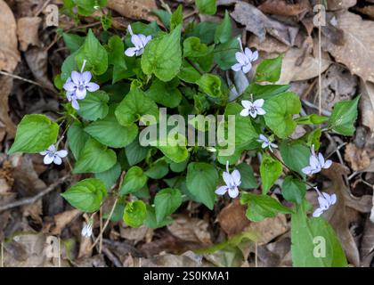 Viola rostrata, Long-spurred violet. In Spring, a cluster of lavender flowers with heart-shaped leaves grows on the forest floor. Pigeon Mountain, GA. Stock Photo