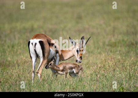 Thomson's Gazelle (Eudorcas thomsonii) mother and calf Stock Photo