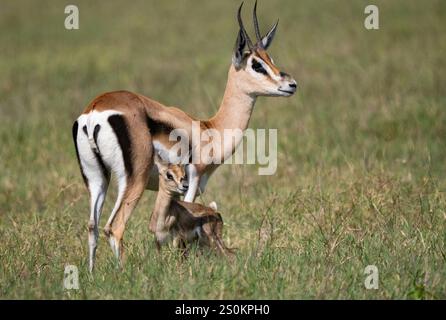 Thomson's Gazelle (Eudorcas thomsonii) mother and calf Stock Photo