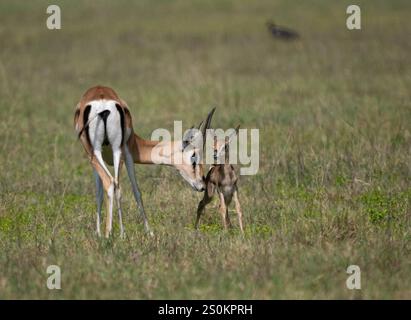 Thomson's Gazelle (Eudorcas thomsonii) mother and calf Stock Photo