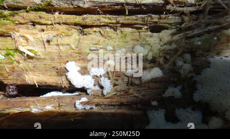 Honeycomb Coral Slime Mold (Ceratiomyxa porioides) Stock Photo