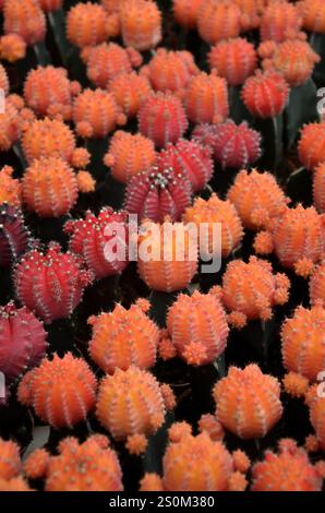 Cactus Garden In Cameron Highlands, Pahang, Malaysia Stock Photo - Alamy
