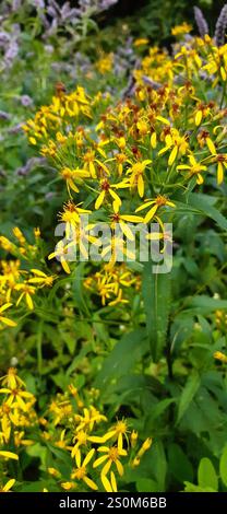 Alpine Ragwort (Senecio nemorensis Stock Photo - Alamy