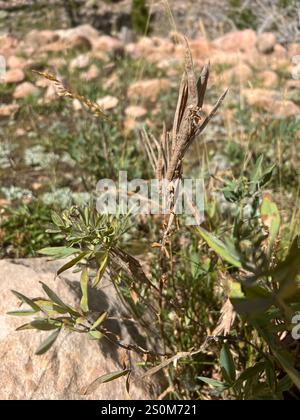 Golden bean (Thermopsis rhombifolia) Stock Photo