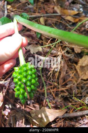 green dragon (Arisaema dracontium Stock Photo - Alamy