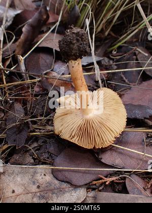 Rose-gilled Fibercap (Inocybe roseifolia Stock Photo - Alamy