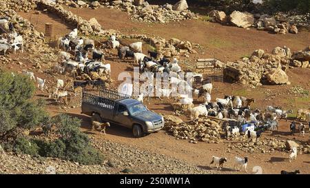 A vehicle parked next to a large herd of goats on stony ground, sheep (e) or goat (n), ovis, caprae, Crete, Greek Islands, Greece, Europe Stock Photo