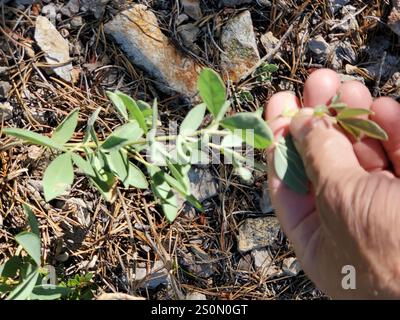 Golden bean (Thermopsis rhombifolia) Stock Photo