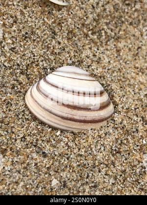 Elliptical Trough Shell (Spisula elliptica) Mollusca Stock Photo - Alamy