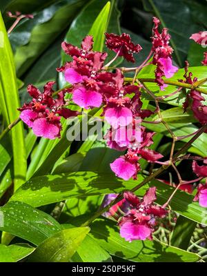 Orchid, Oncidium, Hybrid, Sharry Baby. Stock Photo