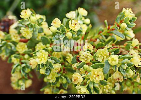 Grey Clut (Clutia daphnoides Stock Photo - Alamy