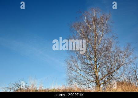 Alte Birken in der Landschaft Die filigranen Zweige einer über 40 ...