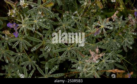 Water Drops Rest on Leaves of Lupine Flowers in Yellowstone National Park Stock Photo