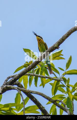 A bee-eater perching on a tree branch. Photographed in the western part of Singapore. Stock Photo