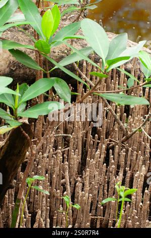 Aerial roots of the black mangrove, Avicennia germinans. The pneumatophores allow the roots to breathe even when submerged. Native to saline and brack Stock Photo