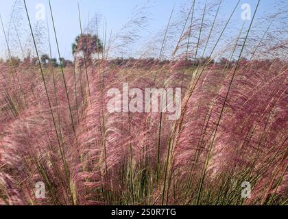 A mass of beautiful pinkish-purple Muhly grass, Muhlenbergia capillaris, against a blue sky, at Cockroach Bay Nature Preserve in Ruskin, Florida. Stock Photo