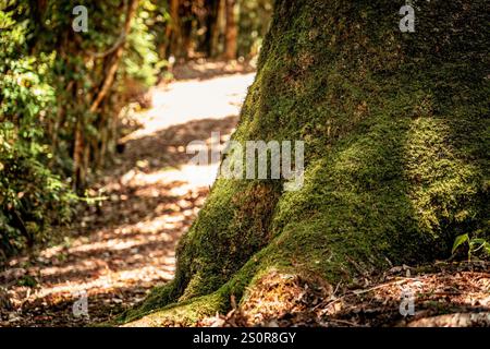 Tree trunk covered in moss in a rainforest Stock Photo