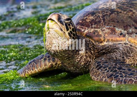 Closeup view of Green sea turtle (chelonia mydas), on the beach in Oahu, Hawaii. Eating green seaweed. Ocean in the background. Stock Photo