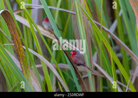 a front view of a male crimson finch perching on long grass at tyro wetlands at ingham of qld, australia Stock Photo