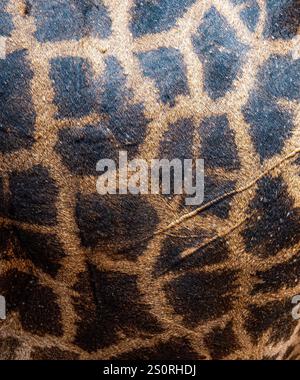 Close up shot of giraffe skin Stock Photo