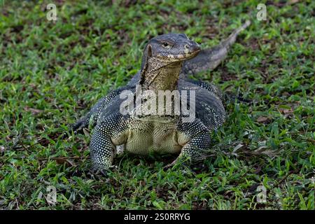 Asian Water Monitor lizard (Varanus salvator) standing on the grass in Lumphini Park, downtown Bangkok. Stock Photo