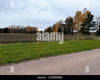 A quiet road surrounded by a lush green verge and a line of tall birch trees showcasing golden autumn leaves in Finland Stock Photo