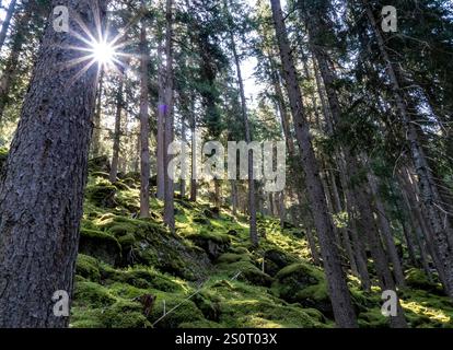 Sunlight filtering through tall pine trees in a lush green forest. Stock Photo