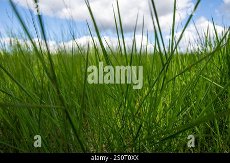 green grass against blue sky clouds, macro closeup close detail, backgrounds texture pattern wallpaper, lush spiky pasture field meadow, sunny summer Stock Photo