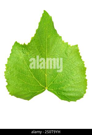 Fresh green grape leaves falling in the air isolated on white background. Stock Photo
