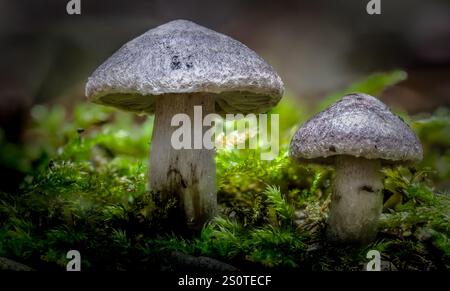 Cortinarius hemitrichus growing in green moss Stock Photo