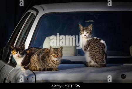 Three cats are sitting on the hood of a car Stock Photo