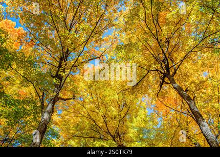 Maple trees in the forest canopy with beautiful fall colors at Lee-Kay Family Educational Forest. Stock Photo